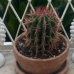 Luisa *